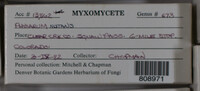 Physarum nutans image